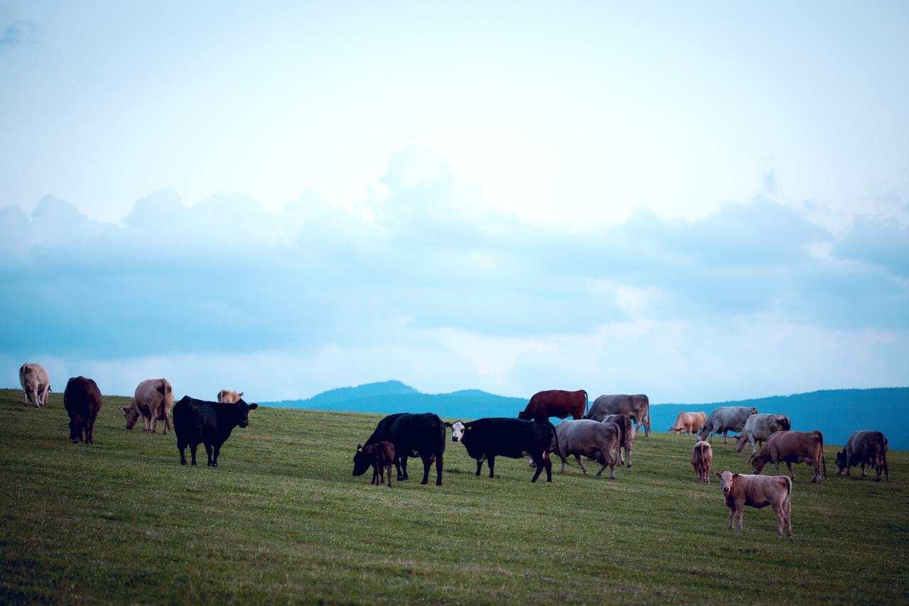 Pension U Sebastiana Hodousice エクステリア 写真